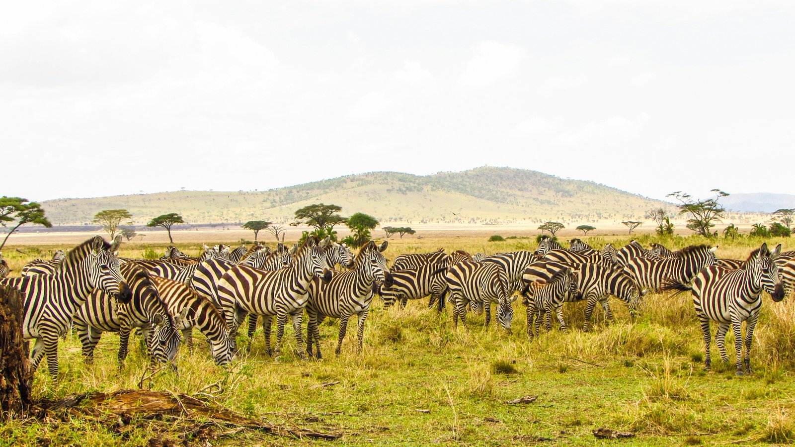 Serengeti & Ngorongoro Crater Wildlife Safari