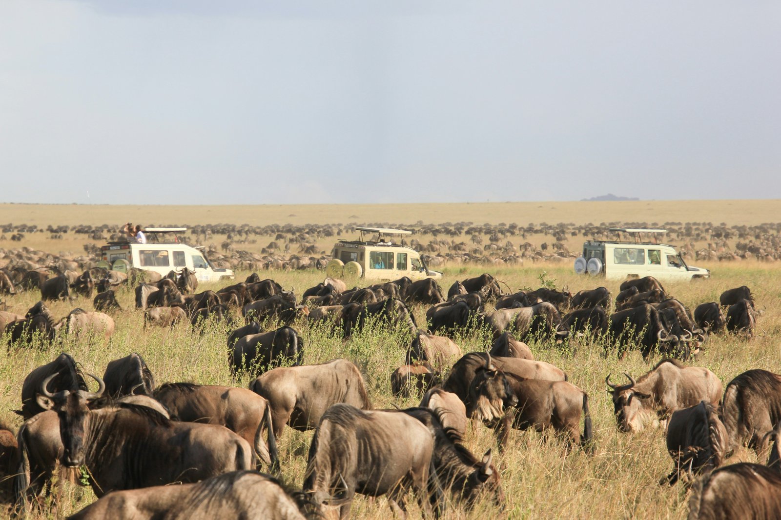 Tanzania Wildlife Safari