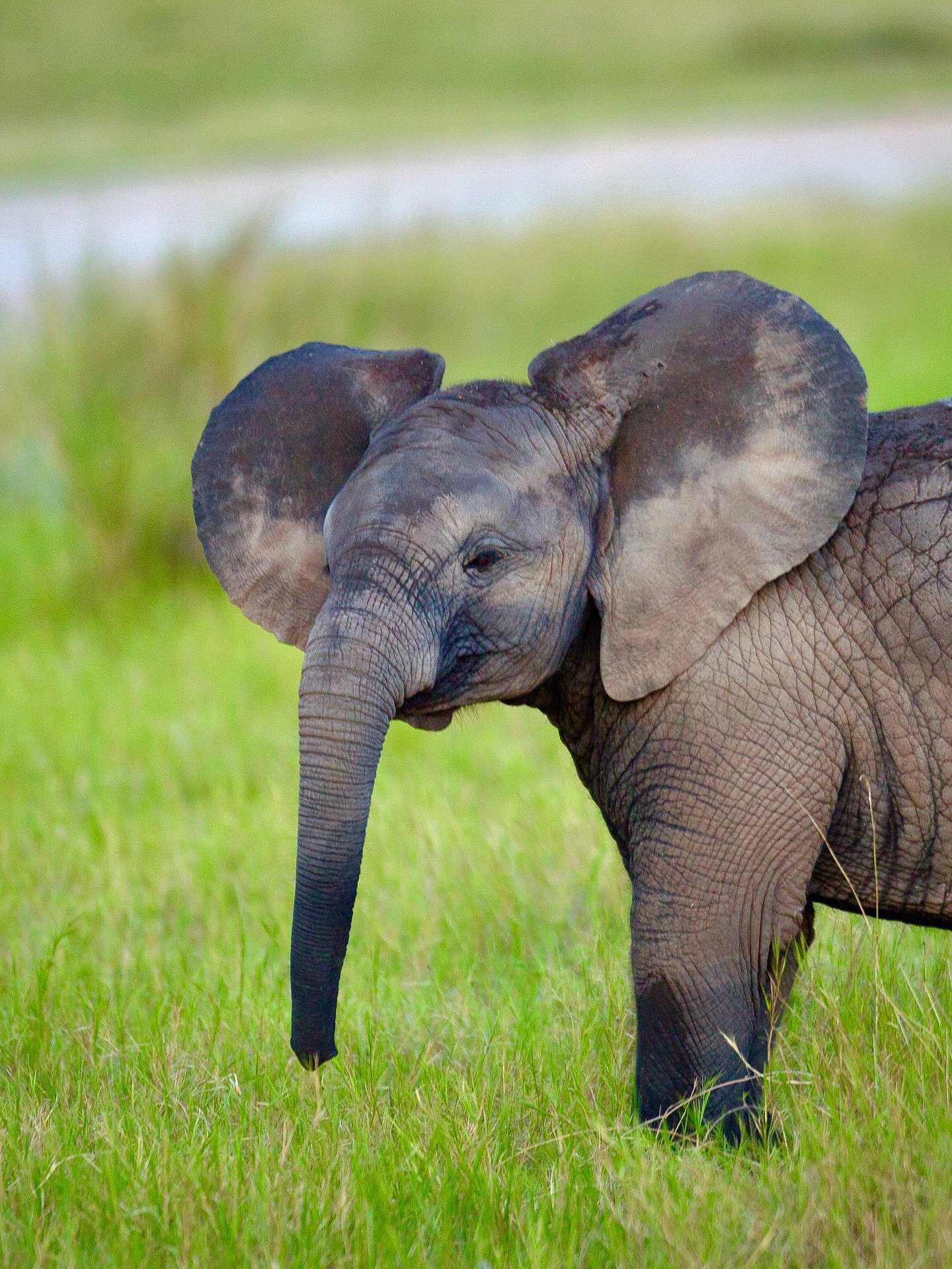 Affordable Serengeti Safari Experience