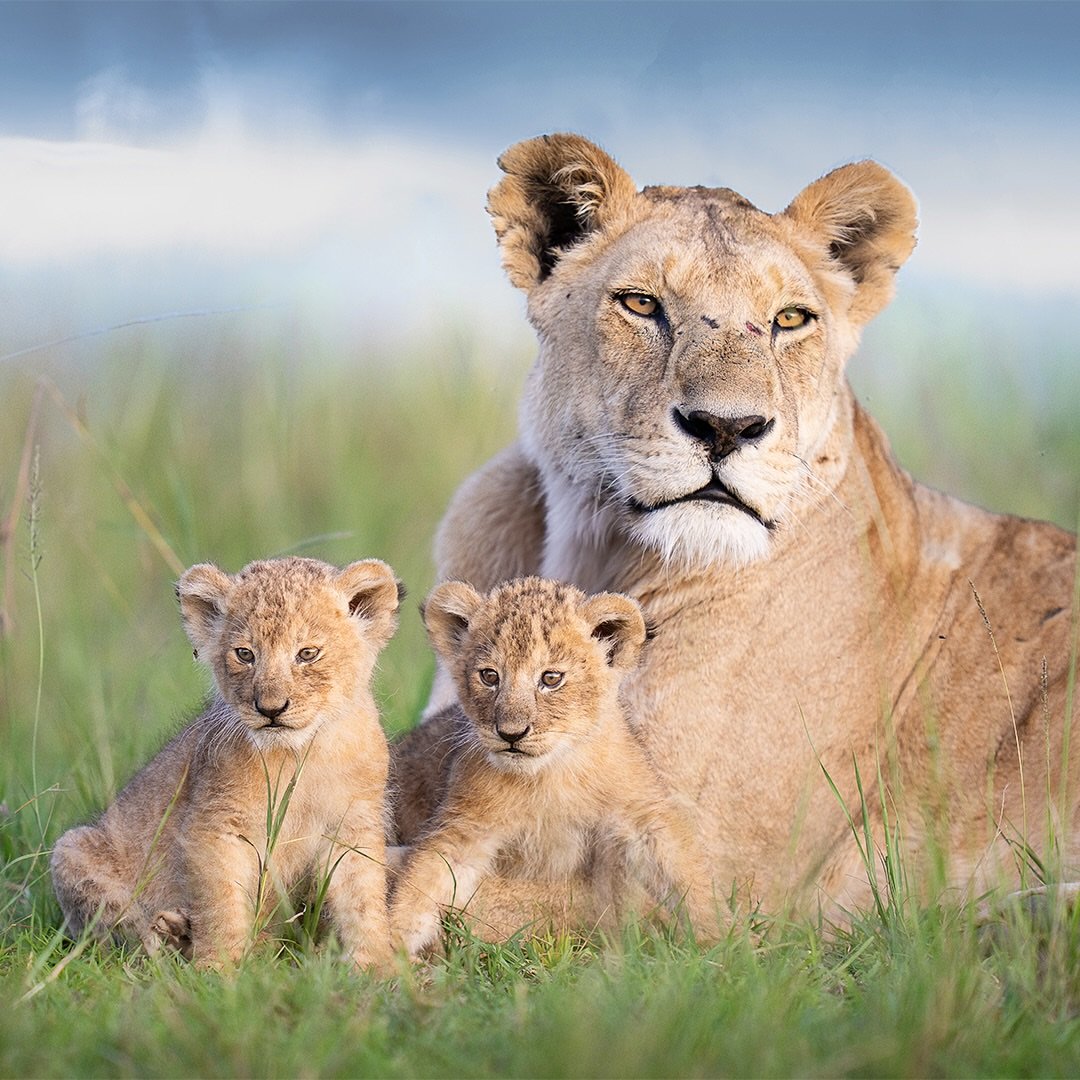 Tanzania Short Safari (Lake manyara – Ngorongoro – Tarangire)