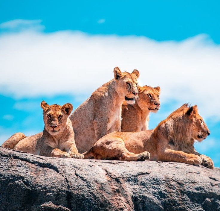 Serengeti & Ngorongoro Crater Safari Package