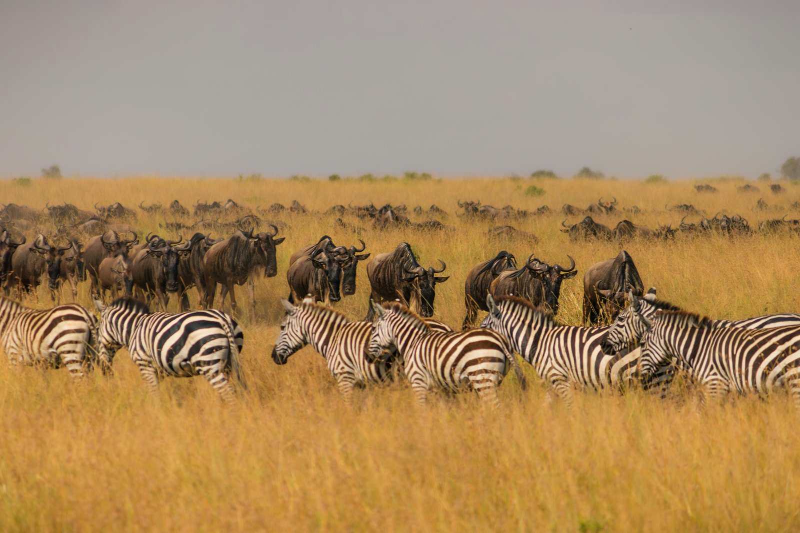 Ndutu Calving Season Safari Experience (Southern Serengeti)