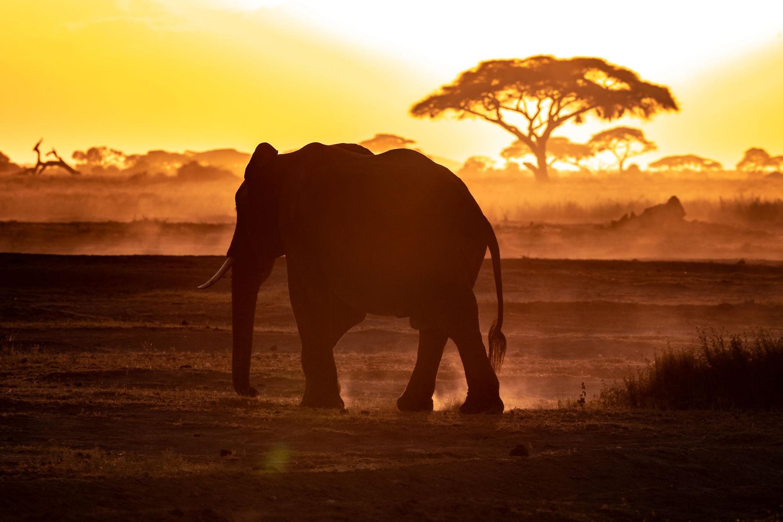 Mkomazi National Park destination landscape