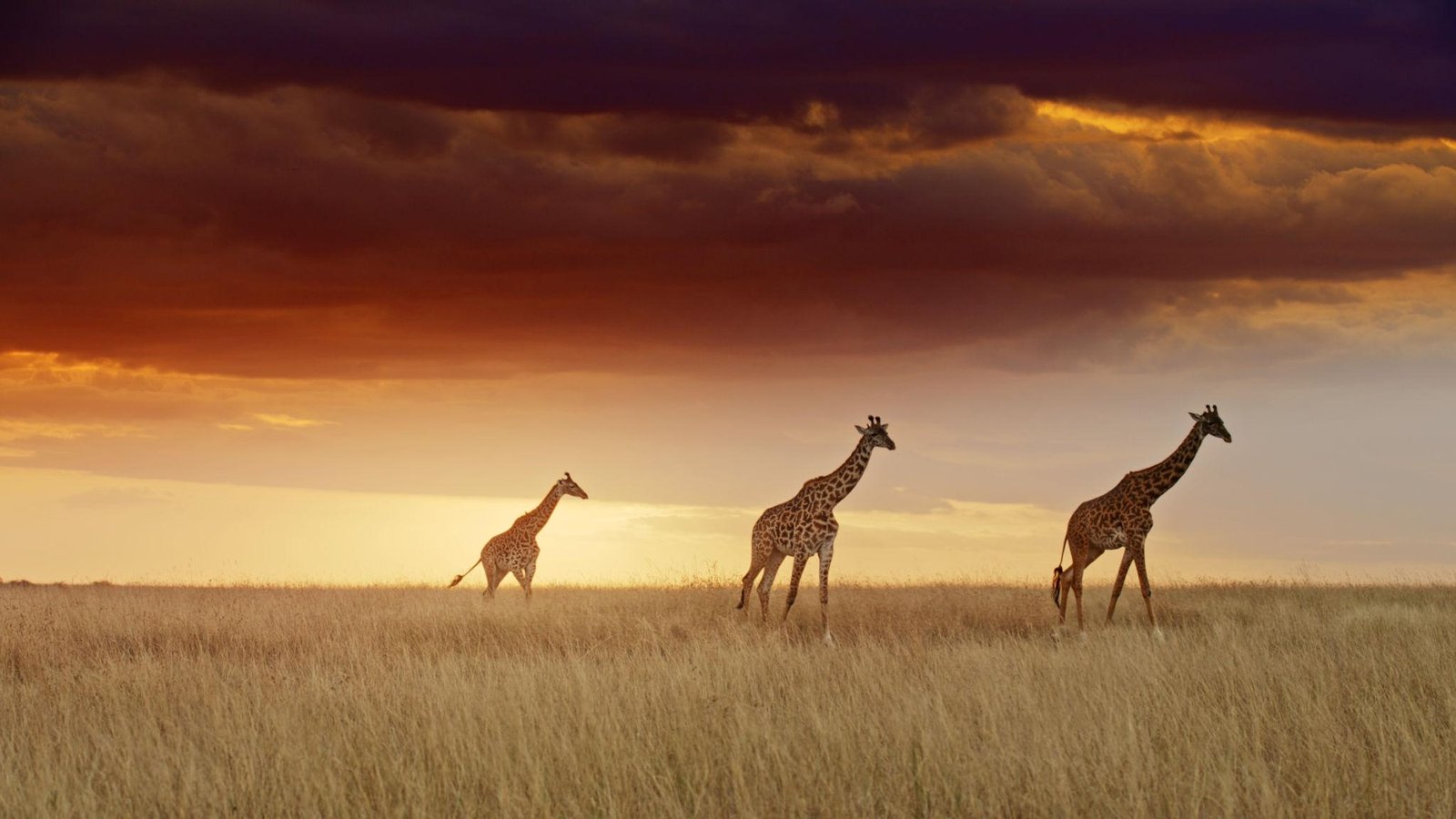A cinematic, atmospheric scene at dusk in the Tanzanian savanna. A lone traveler sits by a crackling campfire, writing in a vintage leather journal. The horizon glows with deep oranges and purples of a setting sun. The surrounding wilderness is vast and serene, with the silhouette of an acacia tree in the distance, embodying a luxurious yet raw expedition vibe.