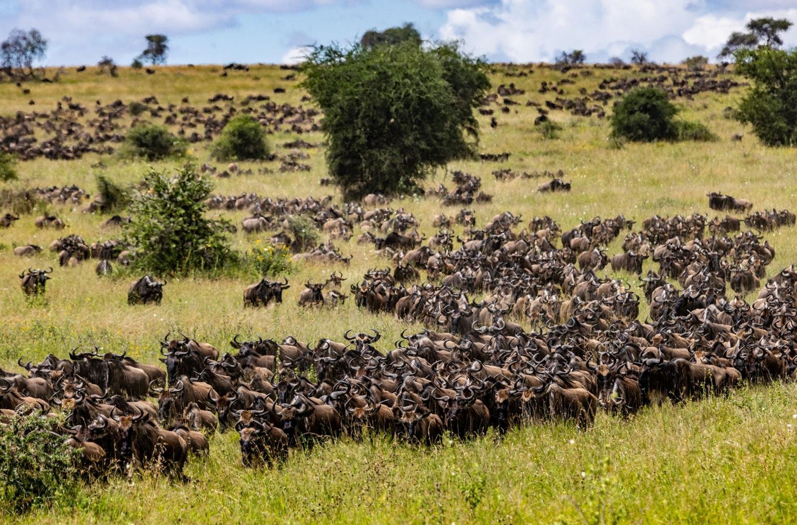 Serengeti National Park scene 2