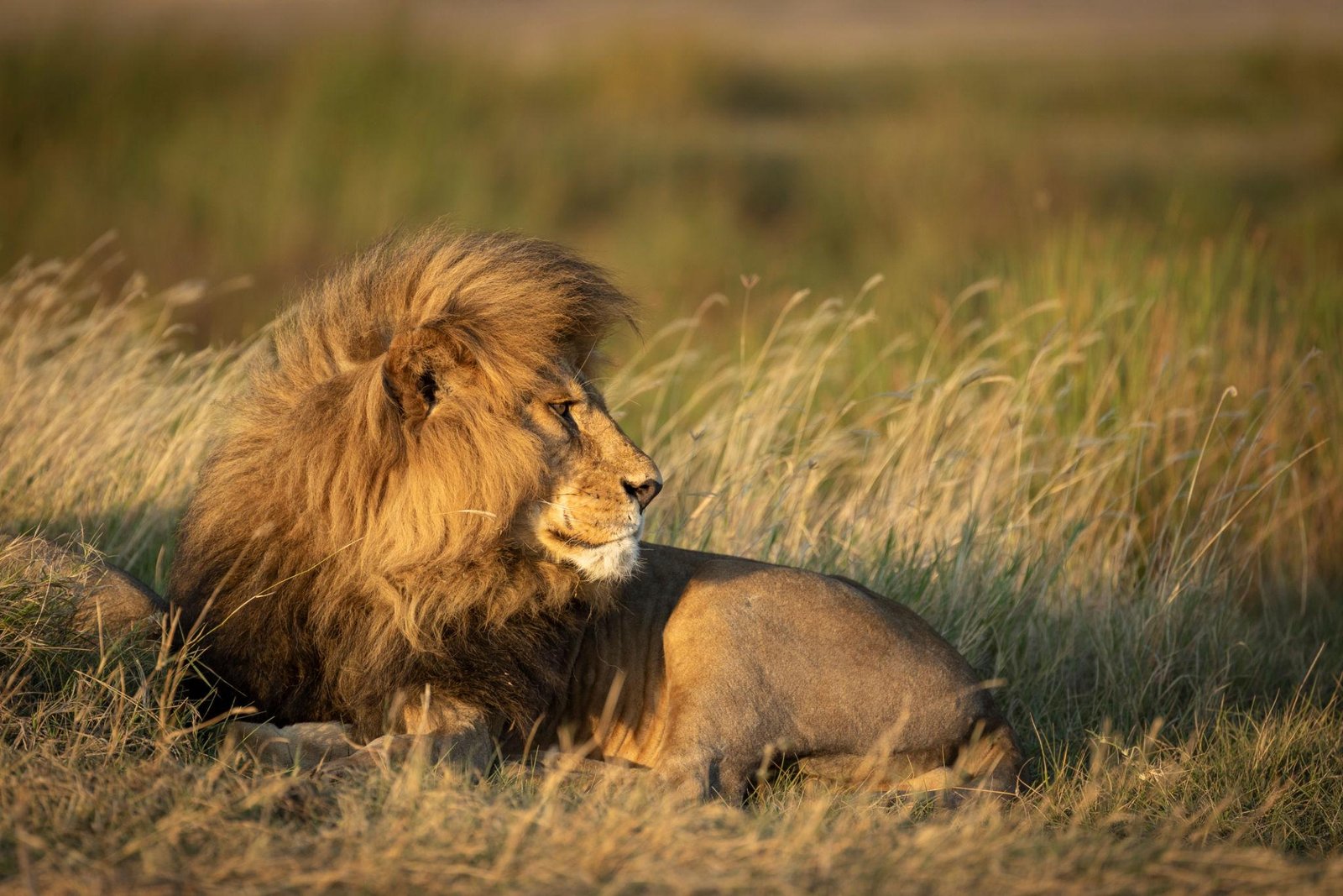 A majestic African Lion resting in the tall, golden grass of the Serengeti during sunset. The warm, low-angled light catches the lion's mane, creating a glowing halo effect. The mood is powerful and regal, reflecting the 'Royal Horizon' brand identity and the wild beauty of the African savanna.