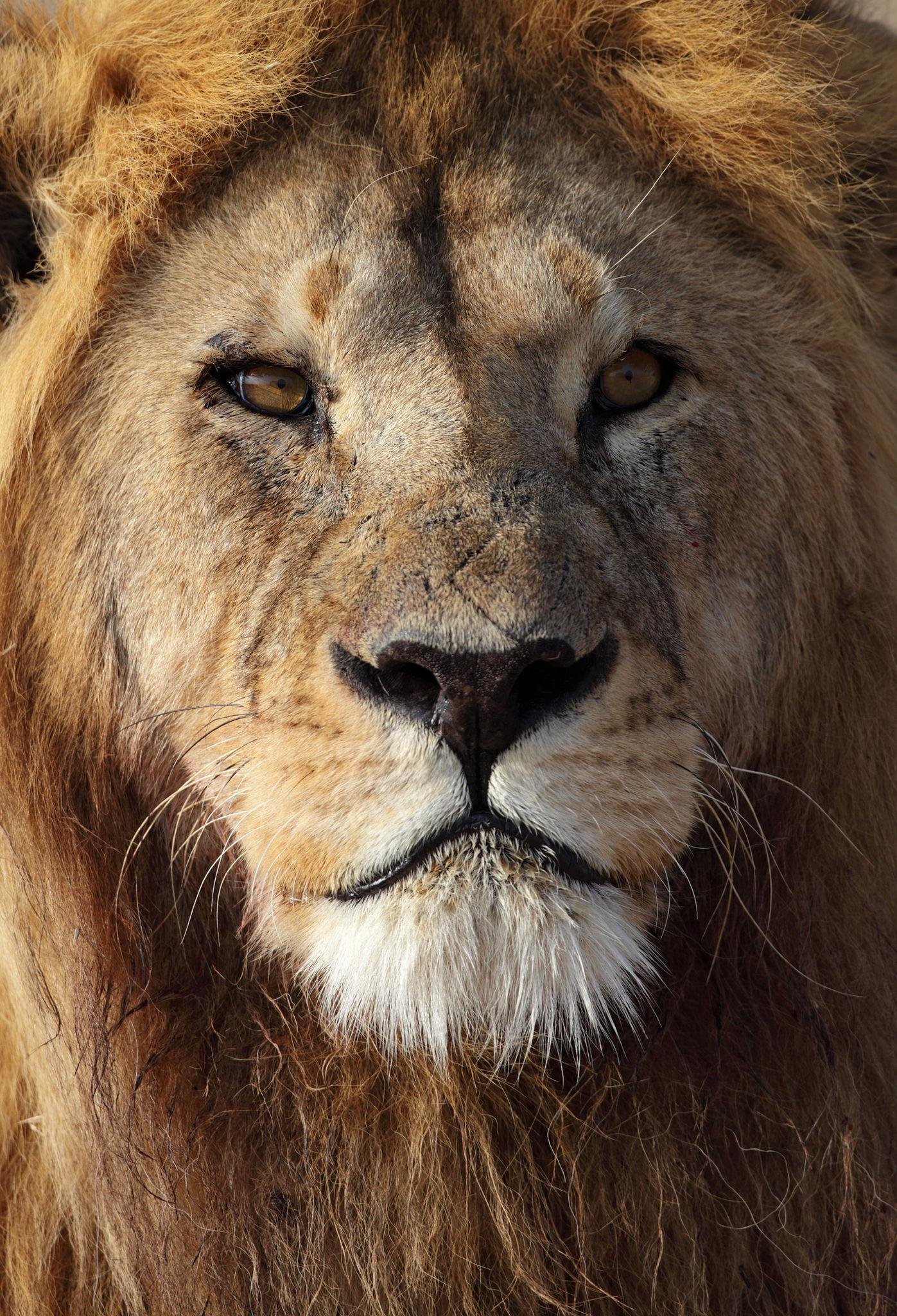 A luxury safari vehicle parked near a watering hole in the Serengeti. A pride of lions is resting in the tall, golden grass nearby. The sky is a vast, cloudless blue, and the lighting is soft afternoon sun. This image represents the ultimate luxury safari experience, blending wilderness adventure with premium comfort and professional guiding.