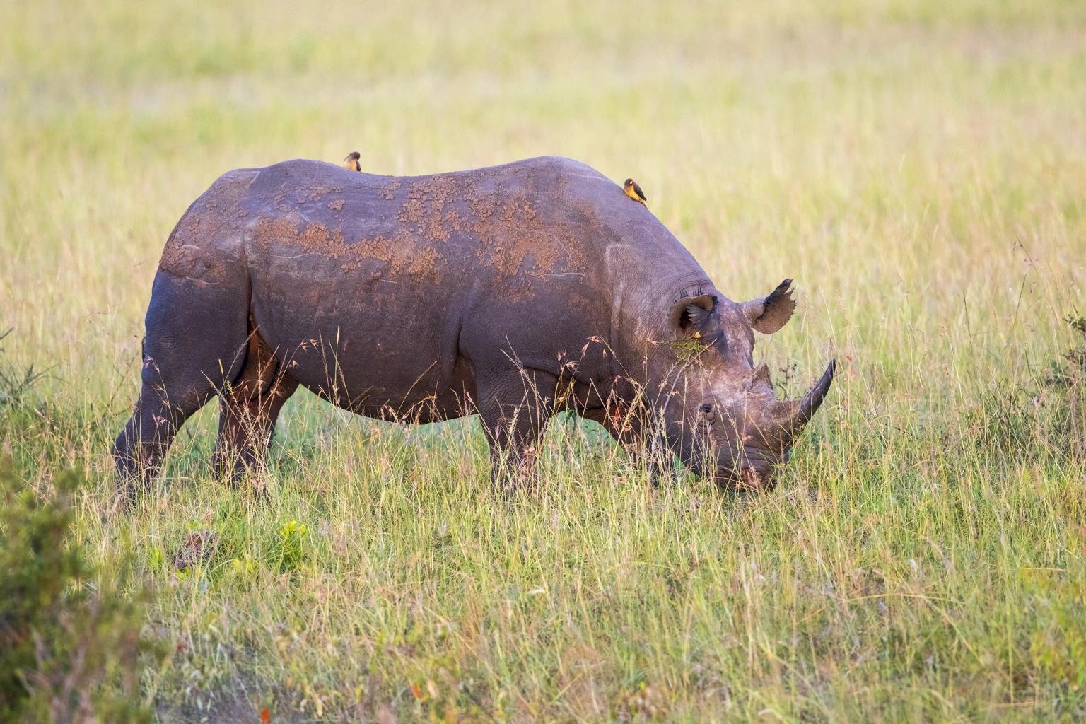 A powerful portrait of a Black Rhino standing in the short grass of the Ngorongoro Crater. The background is softly blurred, showing the crater's steep walls under a moody, overcast sky. The lighting highlights the rhino's rugged texture, creating a cinematic and emotional feeling of conservation and raw nature.