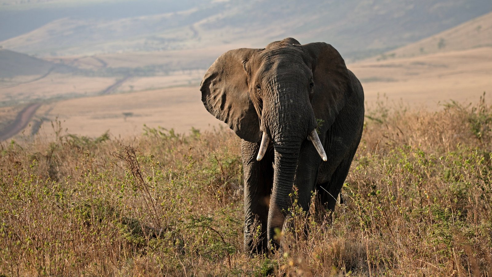 A large bull Elephant with impressive tusks walking through a lush forest clearing. Beams of sunlight filter through the dense canopy, creating a dramatic, high-contrast scene with deep greens and bright highlights. The elephant looks calm and dignified in its natural habitat.
