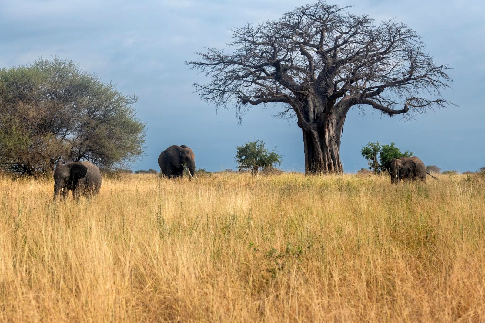 A tall, elegant giraffe browsing from an acacia tree in Tarangire National Park. The background features several iconic baobab trees against a clear blue sky. The lighting is crisp morning sun, highlighting the intricate patterns on the giraffe's coat. The aesthetic is clean, modern, and focused on the unique wildlife and flora of the region.