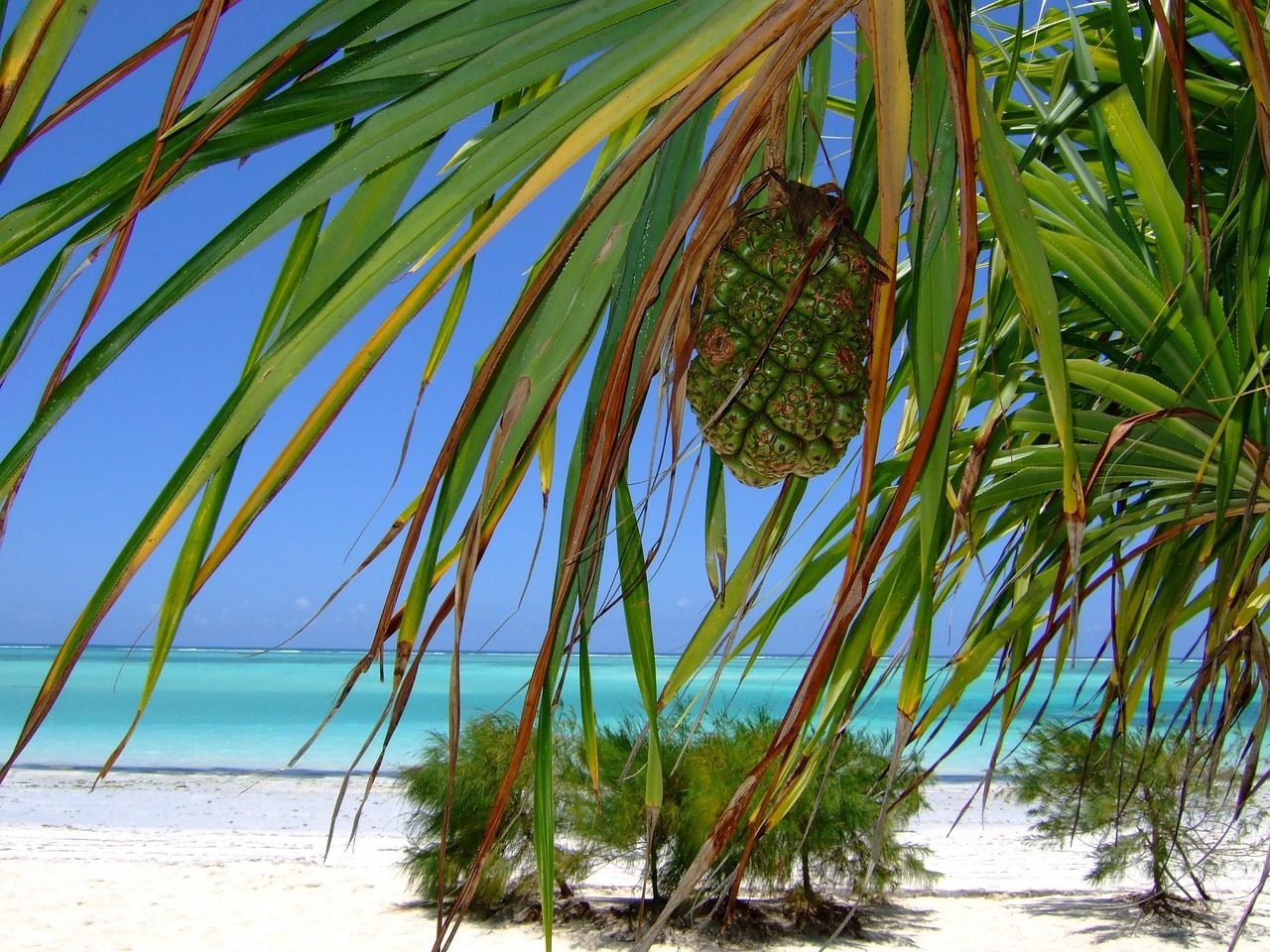 Palm-framed Zanzibar beach for a short island escape