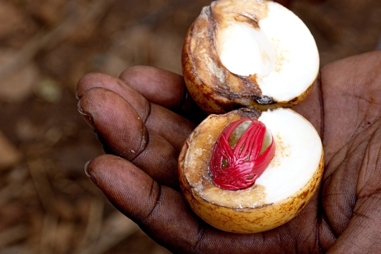 Fresh Zanzibar spices held during a spice farm tour