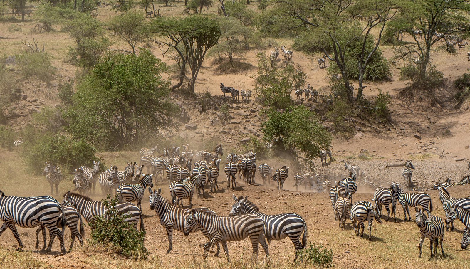 An expansive aerial view of the Serengeti National Park, capturing the vast golden savanna under a dramatic cloudy sky. A large herd of wildebeest and zebras is seen migrating across a shallow river crossing. The lighting is cinematic with patches of sunlight breaking through clouds. The scene conveys a sense of wild grandeur and raw nature in the signature luxury editorial style of the brand.
